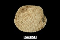 藏品(網目簾蛤)的圖片